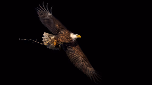 Item #51039207125922697729139160726251240762827402821056353130504327786622913347585 Media