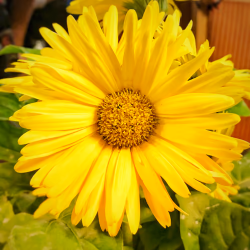 Flower 001