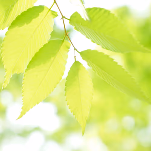 Fresh leaves in early summer