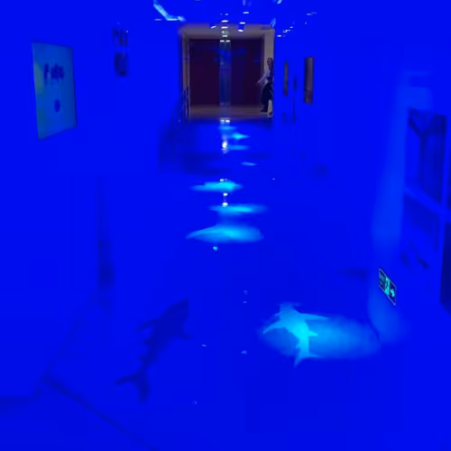 cheekyboey Collection