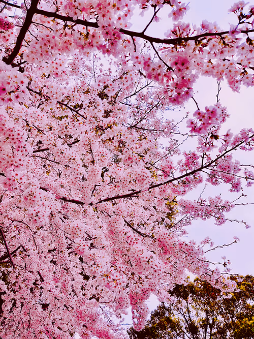 Item #21226432917160216179699714668297725626108258073525100821406135243394716270593 Media