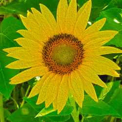 Energy of a Sunflower