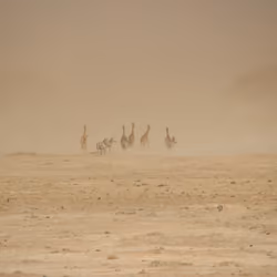 MFSM - Kenya, Africa #33