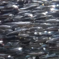 Slow Fish