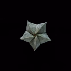 Plants 01
