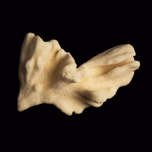 Coral #1