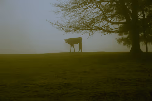 Item #3601436234996315430006013910499200169478742861984113335982183071677503504385 Media