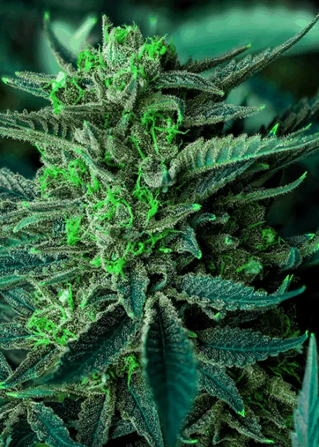 Item #114043227085823410511563149083045456933381279232142212150263608219512474697729 Media