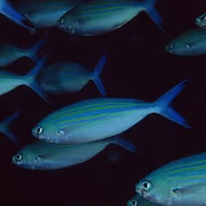 Item #56067094322151766141219103840176317729329324495198266880595846280451341680641 Media