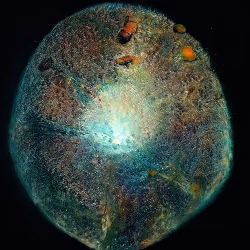 ARTificial_Beauty Collection - old