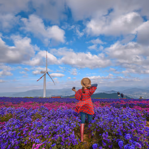 Aster Breeze
