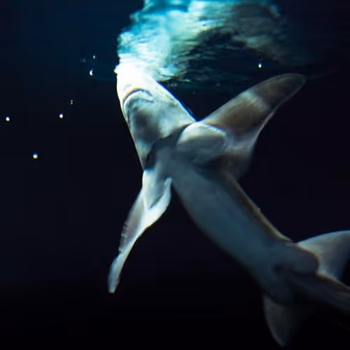 Genesisunderwater