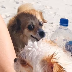 real dog #3