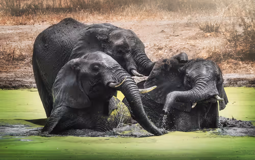 Item #46146454175190830687847236221543248864679735900060228179798027784696555896842 Media