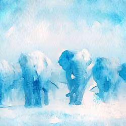 #45 Ivory Coast Elephants