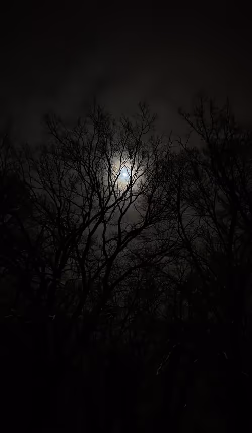 Item #21294356908330268948871406021368473872200119410415522560443107936511562088449 Media