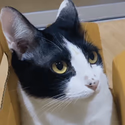 wonder cat