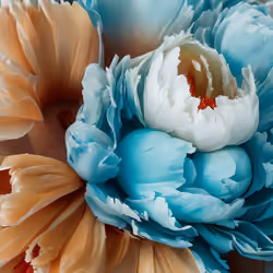 Carnation Flowers