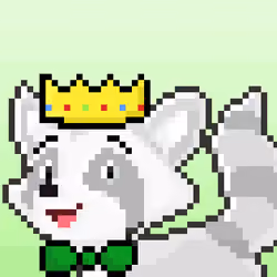 Raccoon #151