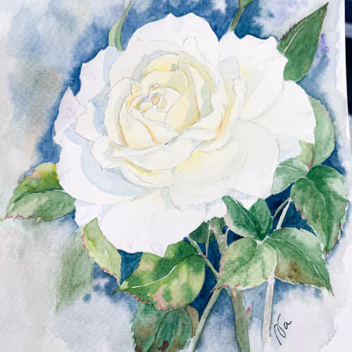 kingdom979 Collection