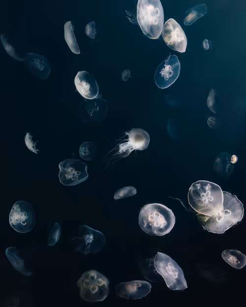 Item #81365922554281880143414136761733390581567018146899571572498285345539480354817 Media