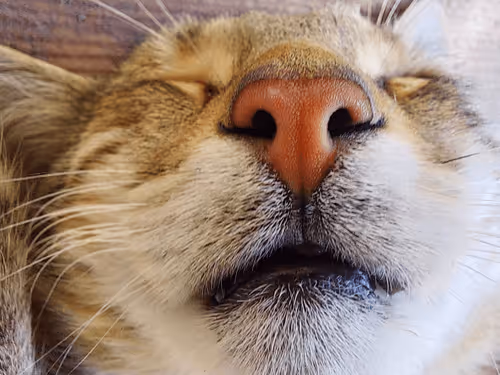 Item #48113757766326972276162939019858943574918231094005000881813397619586394750977 Media