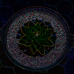 le fleur de lotus #2