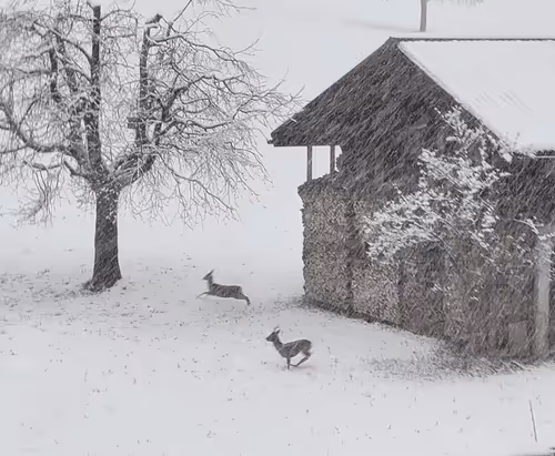 Roof1985 Collection