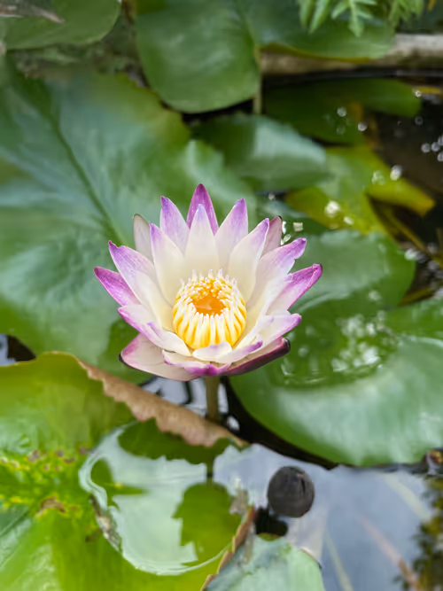 Item #43599453478370988102971168960404048687170916743246222934693760606278242009089 Media