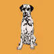 DiggetyDog.015-Dalmatian