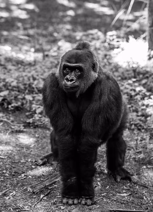 Item #95979719435638396747386199908027492606241793835179361379046606518103083843585 Media