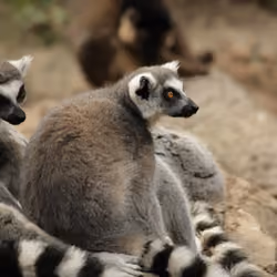 King Julian (Funny Lemur)