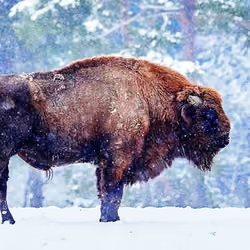 Carpathian Bison #2