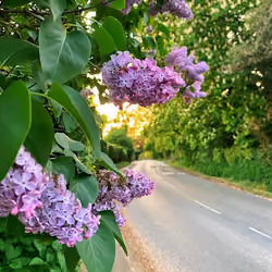 Blossom by blossom
