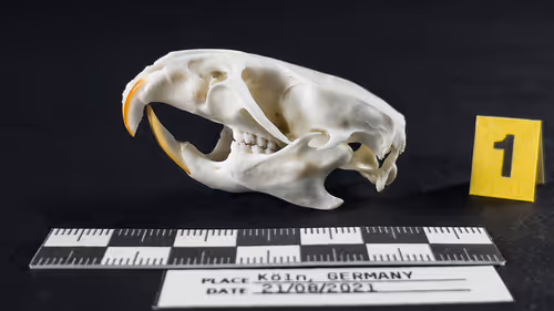 Item #32615301797037247882275066843320251953525887094996780073489952959312489873409 Media