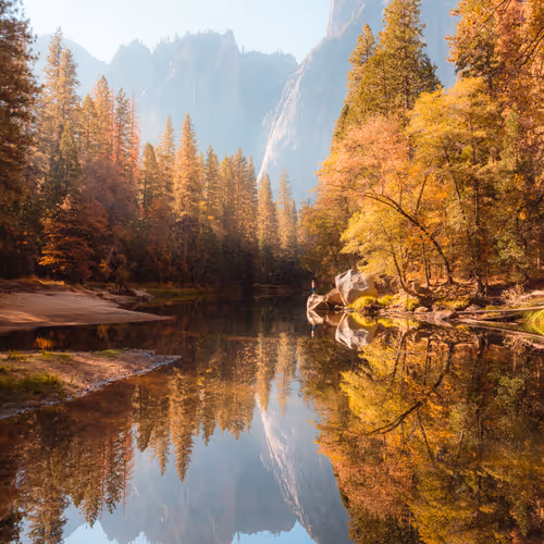 #43: Transcendental Trees