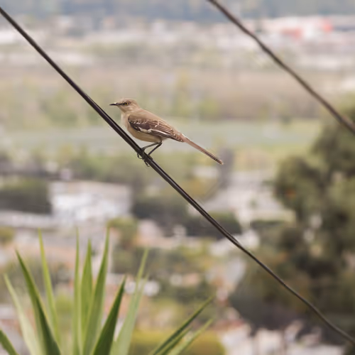 Urban Birds La