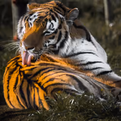 Self-care ft. Tiger 