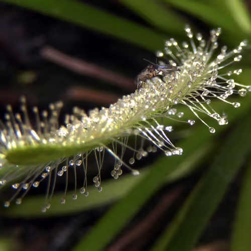 Carnivoritas Collection - old