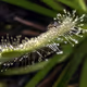 Carnivoritas Collection - old
