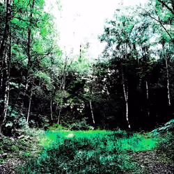 Psychedelic Forest