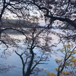 Trees of Tranquility 
