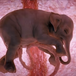 Baby Elephant