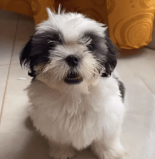 Item #13462880375736893595917131301083283062015048493452480637823861920432862003201 Media