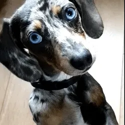 Cyber Sausage #0