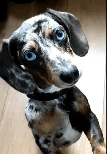 CryptoBadgerBot Collection