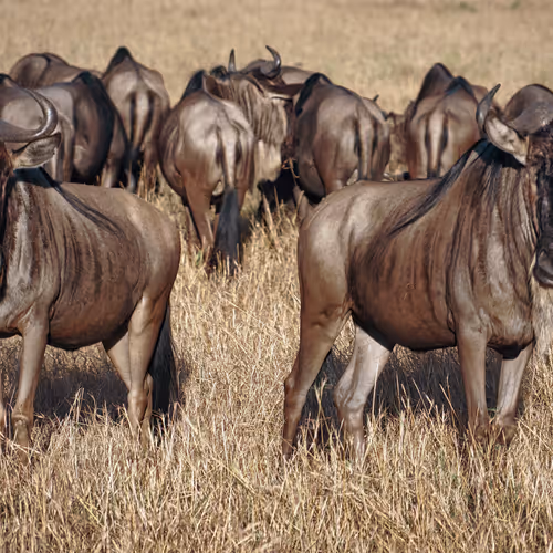 Hoofs n Horns #4 - Wildebeest