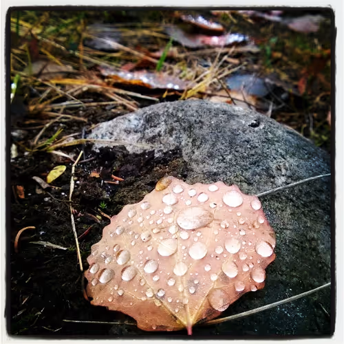 Item #52895557054077878382104802534352742176621658292506660955636510185266589204481 Media