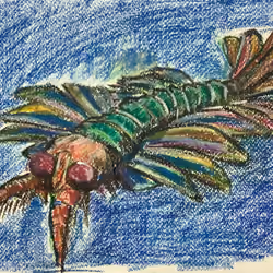 Anomalocaris #1