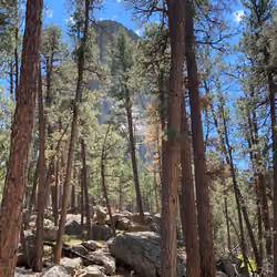 Through the Pines
